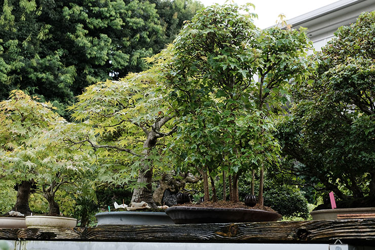 雑木盆栽大観 竹山房造 芙蓉園】雑木と寄植えの第一人者！四季を楽しめる盆栽園の紹介 – 盆栽Q