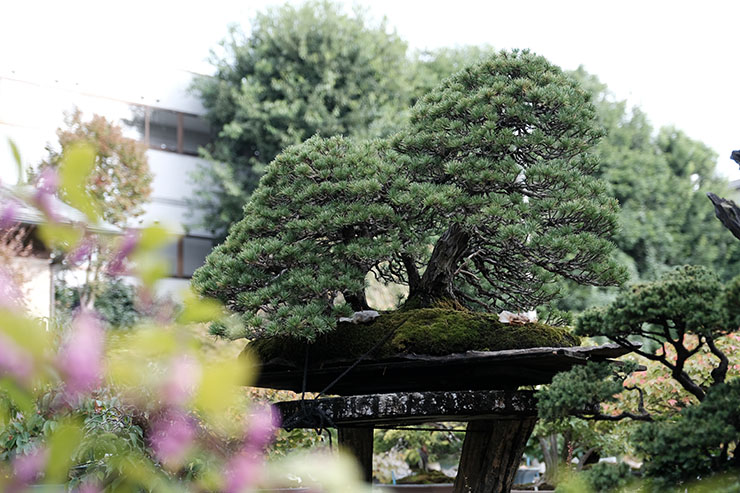 雑木盆栽大観 竹山房造 芙蓉園】雑木と寄植えの第一人者！四季を楽しめる盆栽園の紹介 – 盆栽Q