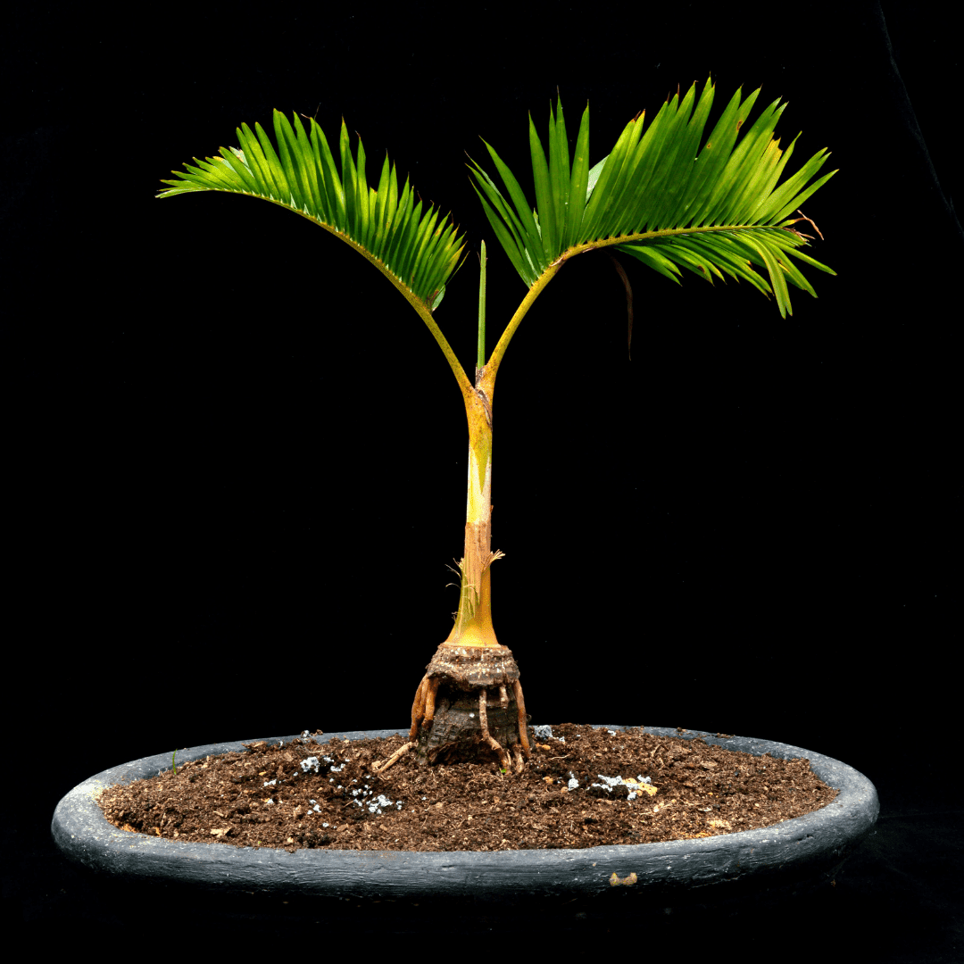 Bonsai Palm Tree Grower’s Guide Bonsai Resource Center