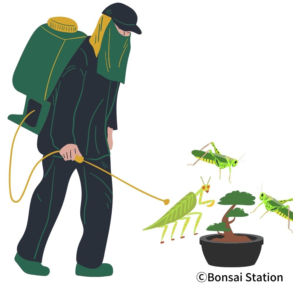 PestFree Bonsai A Complete Guide to Solve Bonsai Troubles