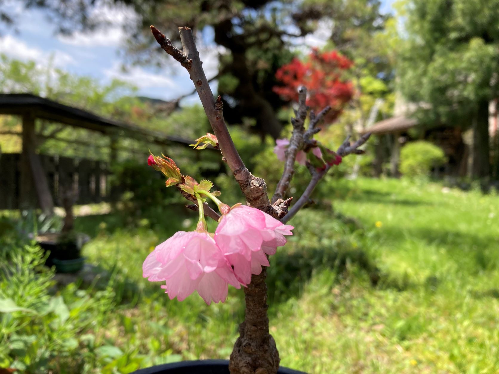 Can Cherry Trees Be Made Into Bonsai?