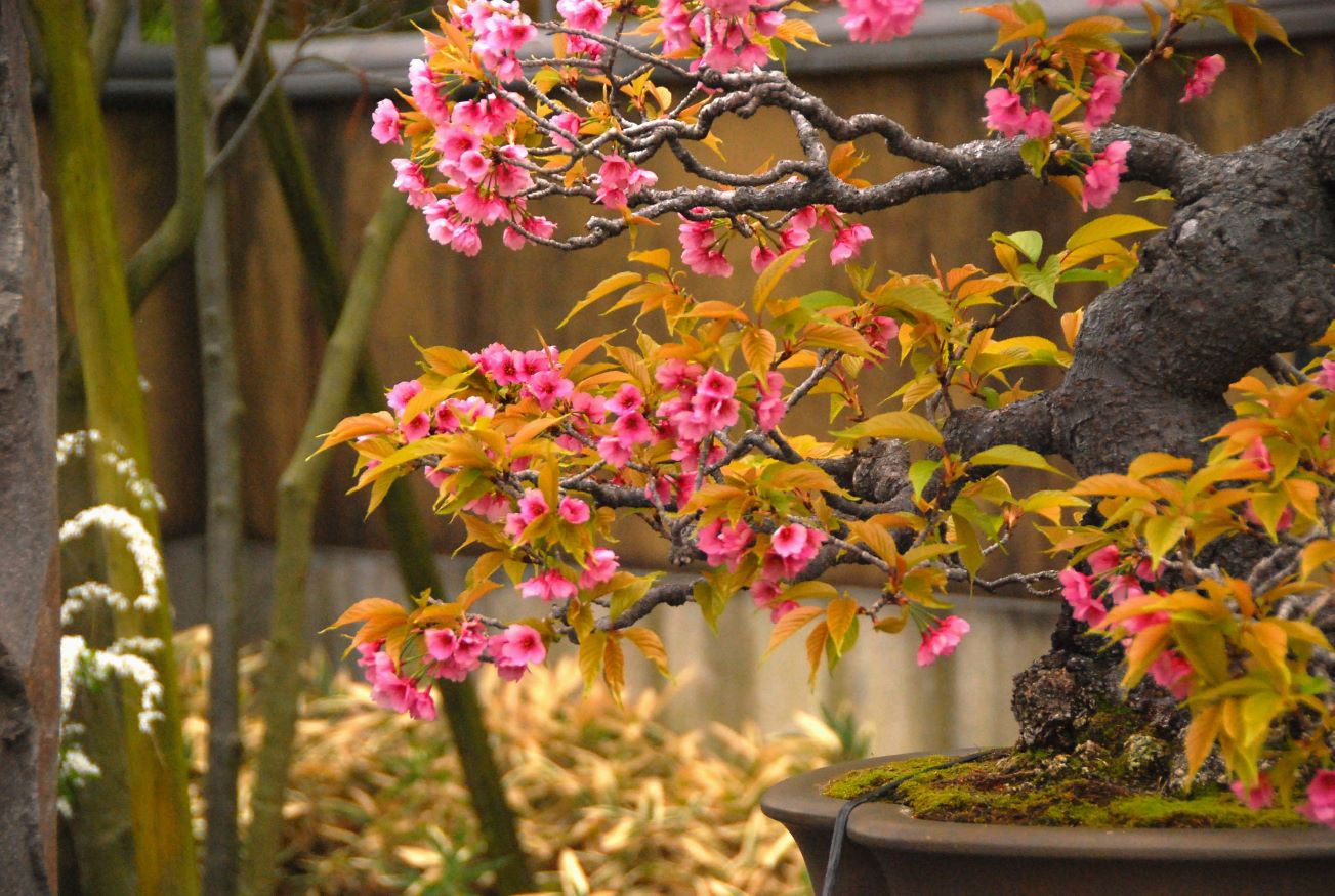 Growing Cherry Blossom Bonsai Tips and Techniques