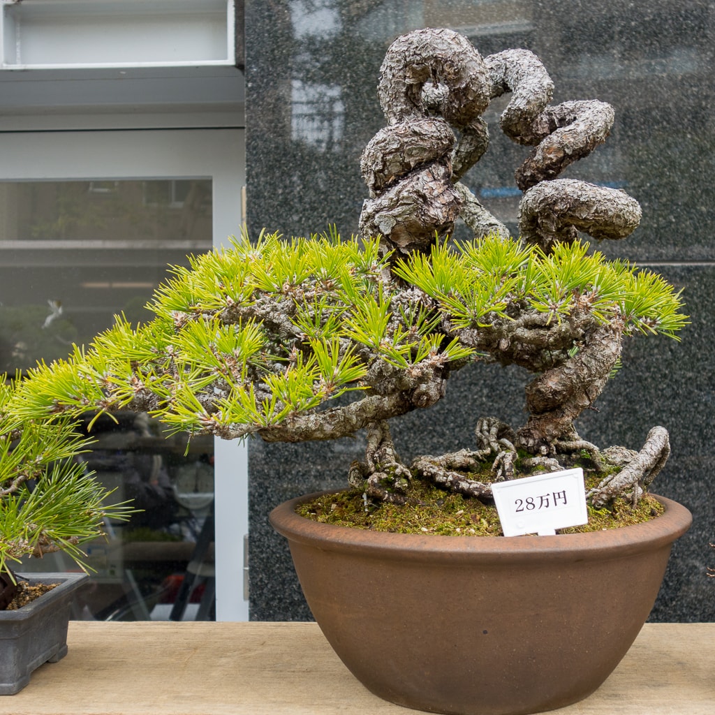 Exposed root black pines at the Green Club Bonsai Tonight