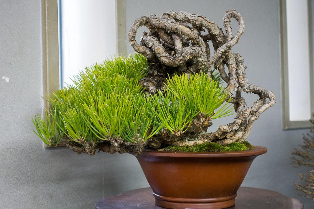 Exposed root black pines at the Green Club Bonsai Tonight