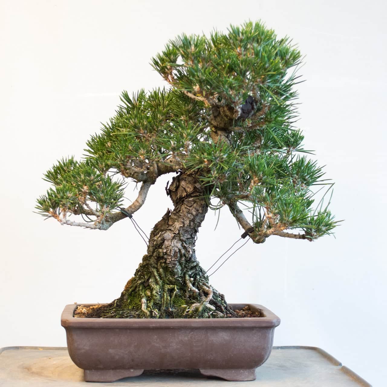 Sales Trees Bonsai Tonight