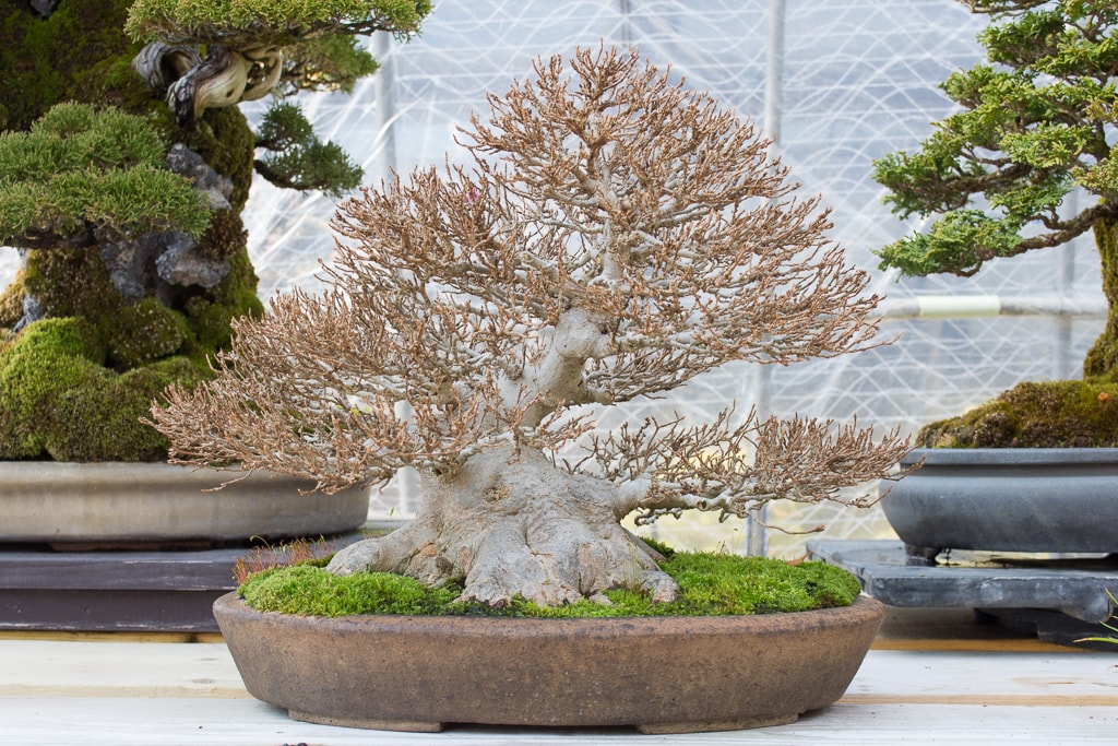 Yew and deciduous bonsai in Kimura's garden Bonsai Tonight