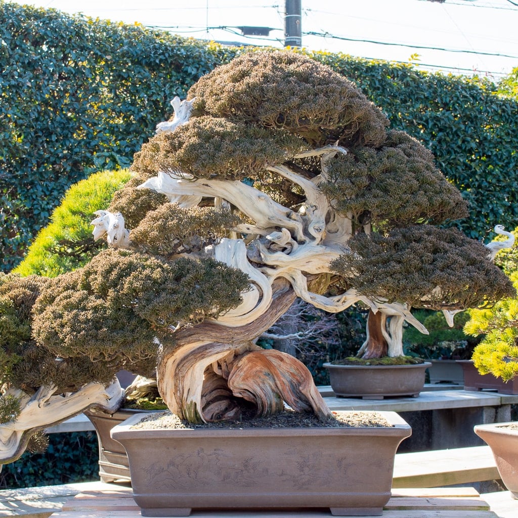 Kimura's shimpaku bonsai Bonsai Tonight