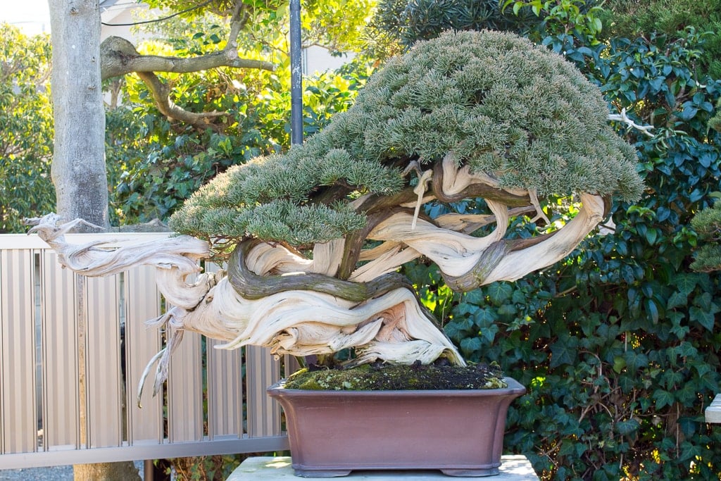 Kimura's shimpaku bonsai Bonsai Tonight