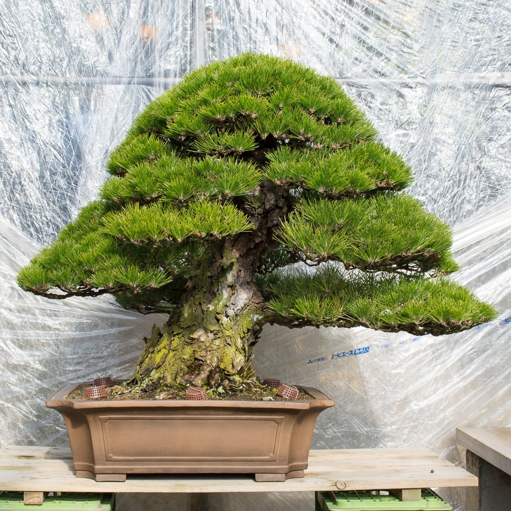 Kimura's pines Bonsai Tonight