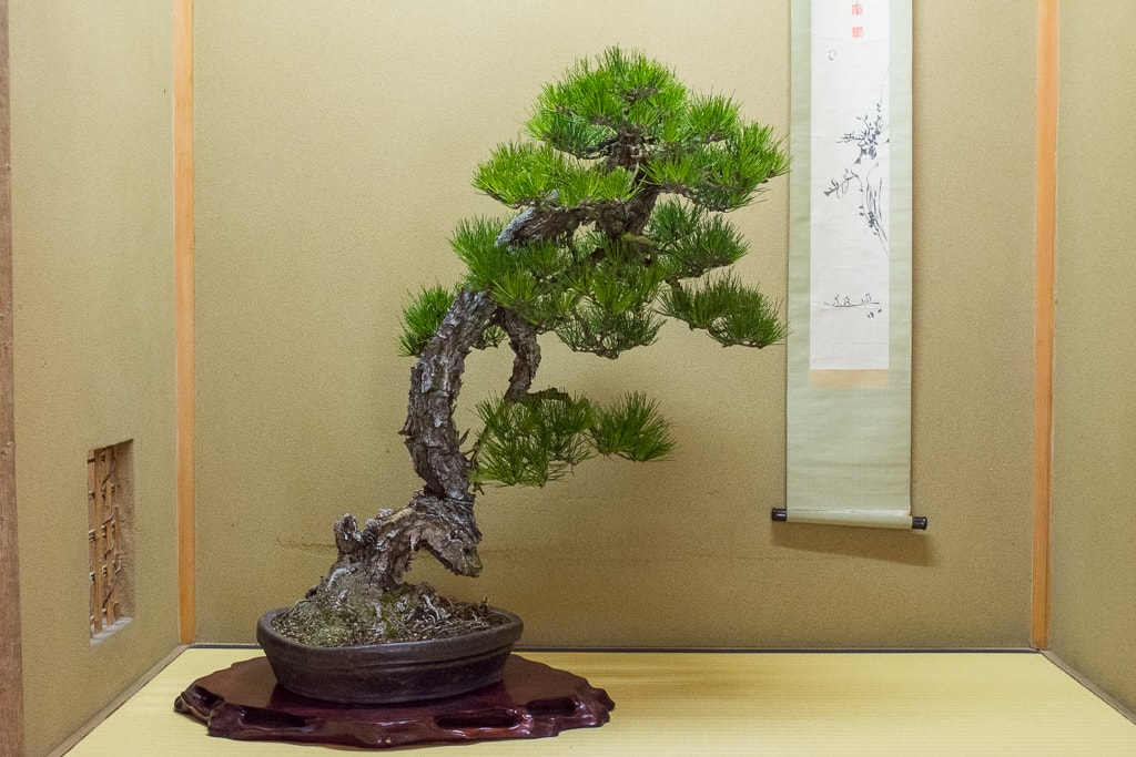 Bonsai on display at Kunio Kobayashi's Bonsai Tonight