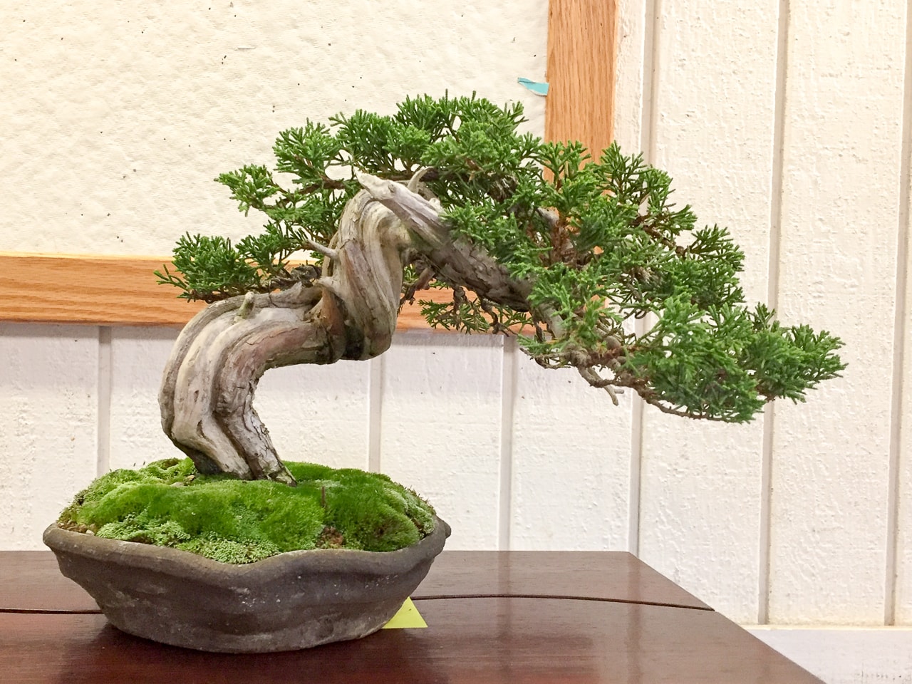 East Bay Bonsai Society 55th annual show Bonsai Tonight