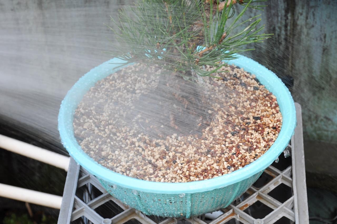 How to evaluate bonsai water needs Bonsai Tonight