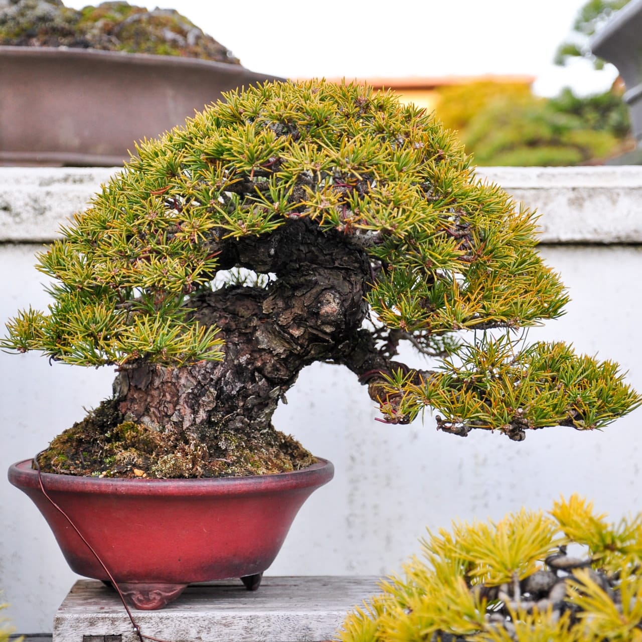 How To Identify An Appropriate Environment For Your Bonsai - Bonsai Tonight