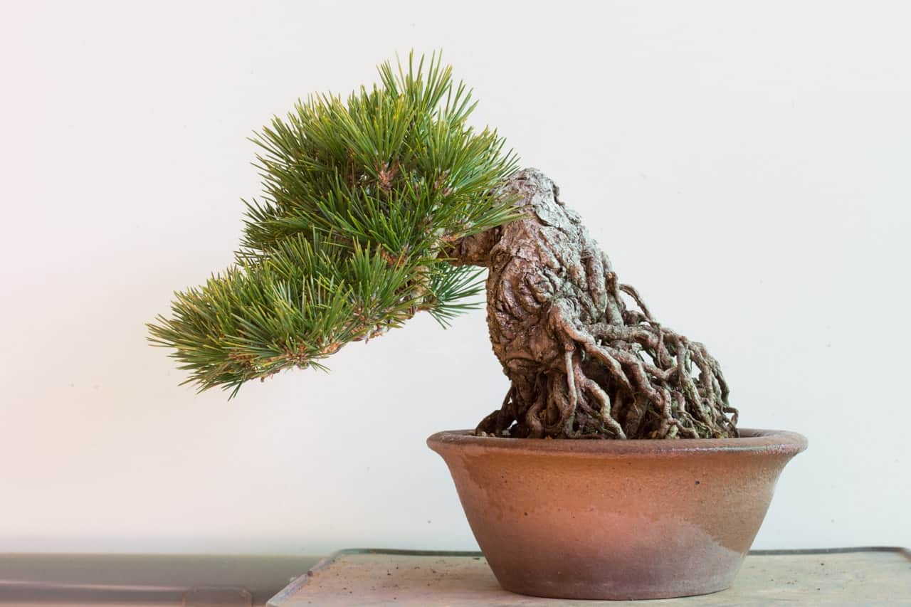 Different approaches to exposed root pine bonsai Bonsai Tonight
