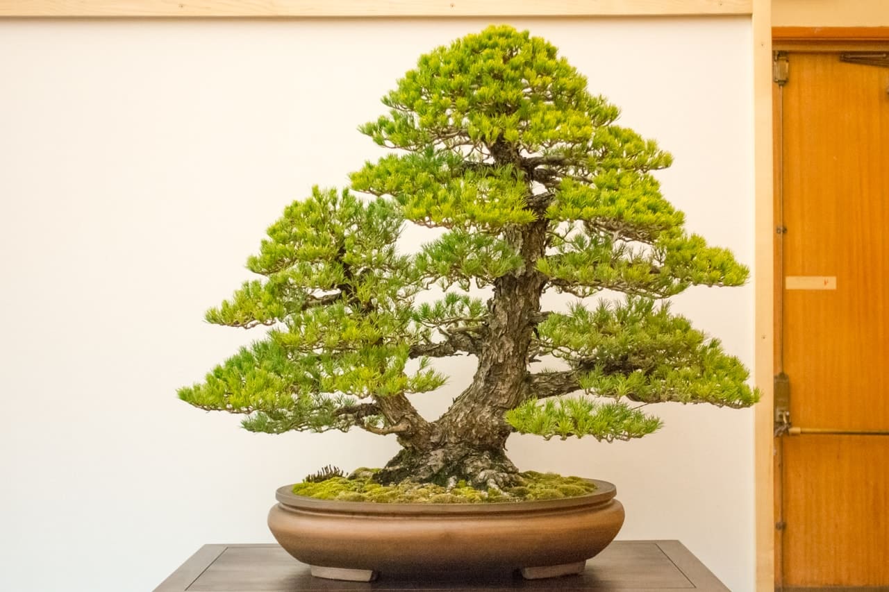 Prizewinning trees at Bay Island Bonsai's 18th annual exhibit Bonsai