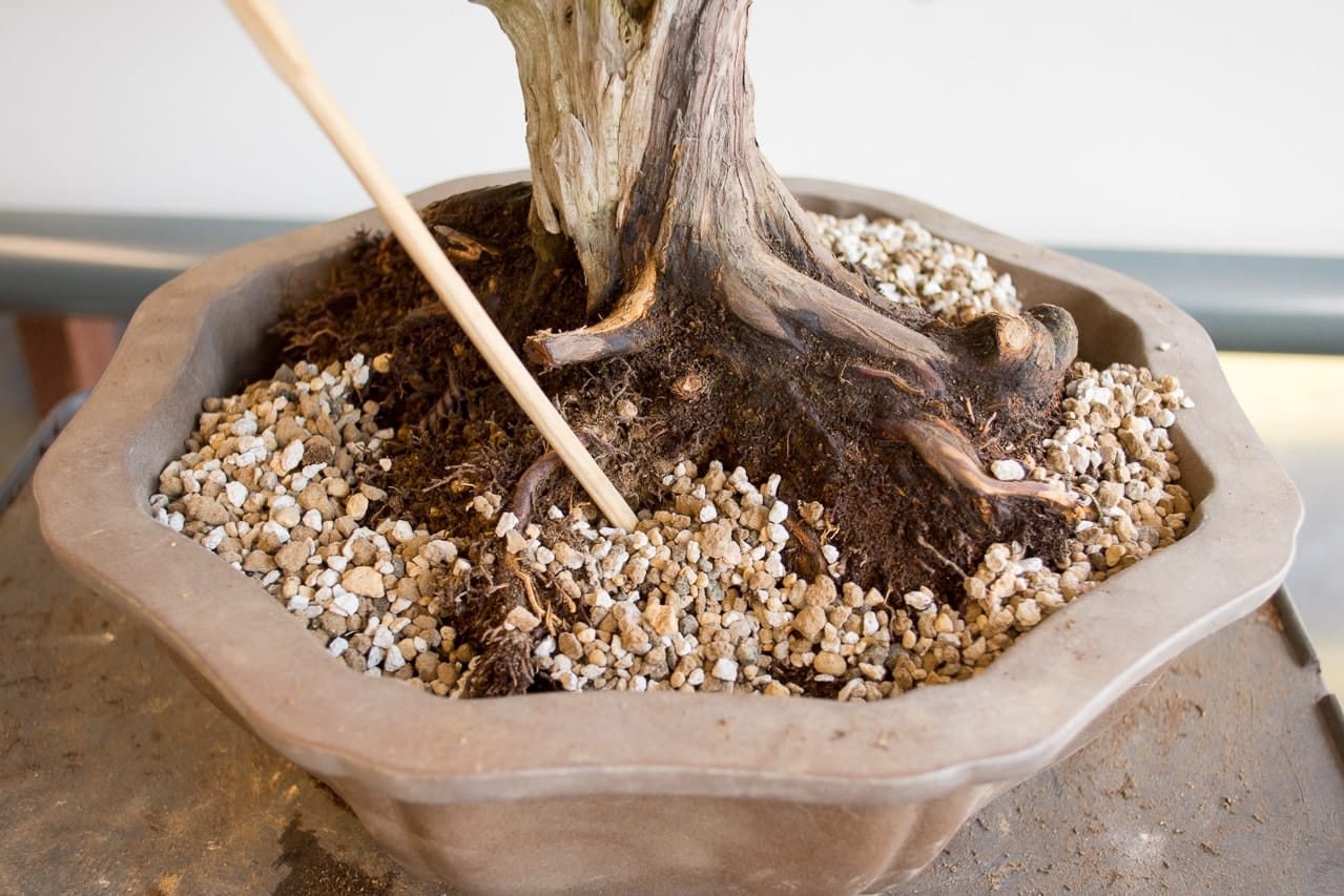 Improving drainage in a compacted rootball Bonsai Tonight