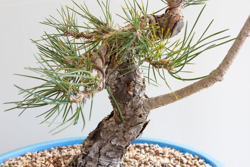 Decandling pines in development Bonsai Tonight