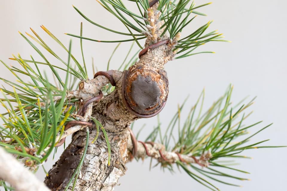 Decandling pines in development Bonsai Tonight