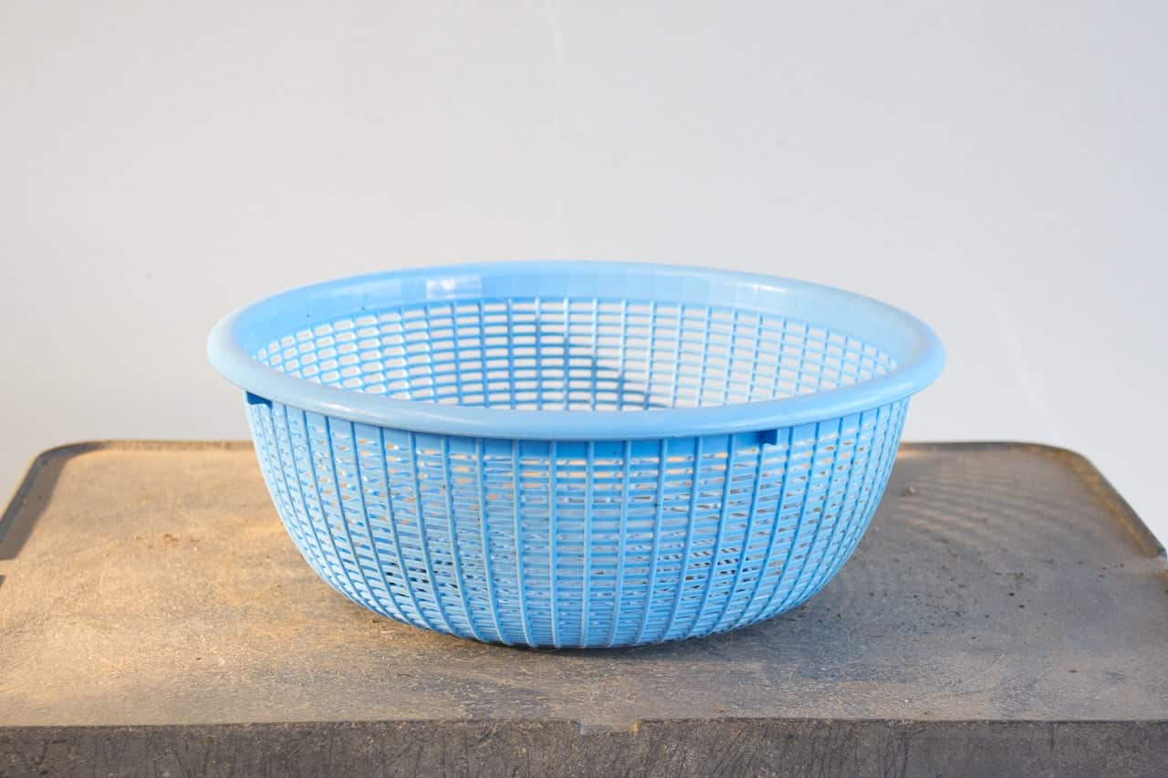 When not to use colanders for developing young bonsai Bonsai Tonight