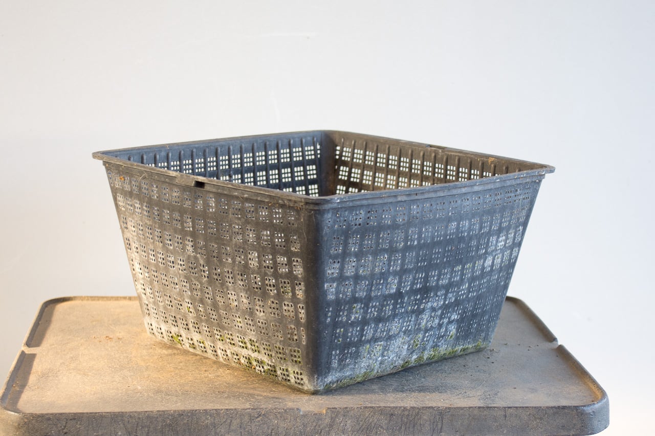 When not to use colanders for developing young bonsai Bonsai Tonight