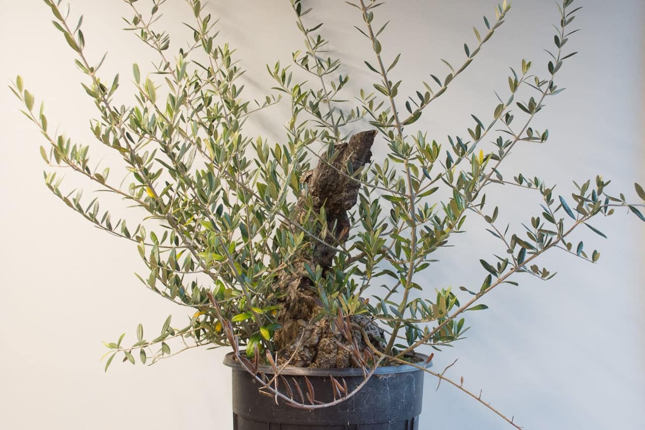 Repotting an olive bonsai Bonsai Tonight