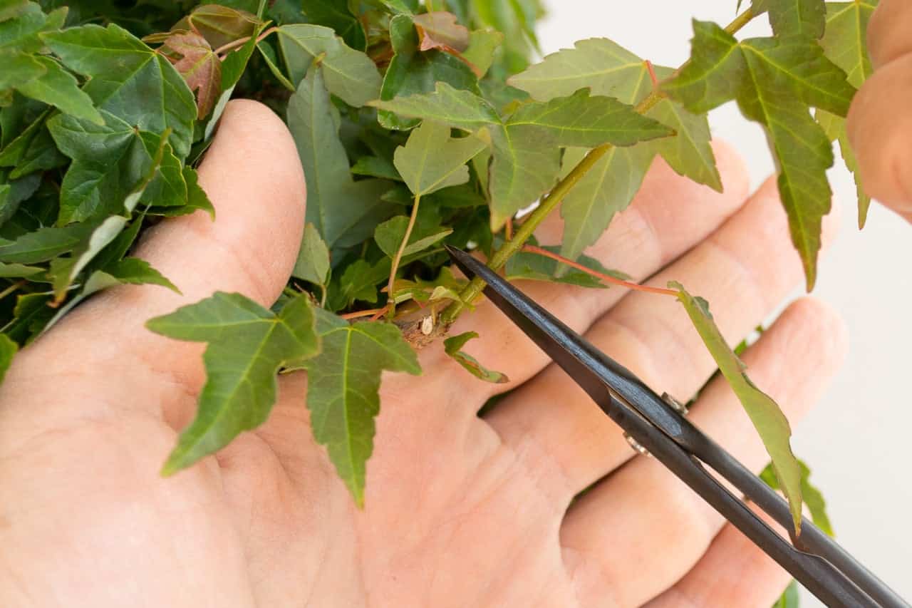 Cutback and partial defoliation on trident maple Bonsai Tonight
