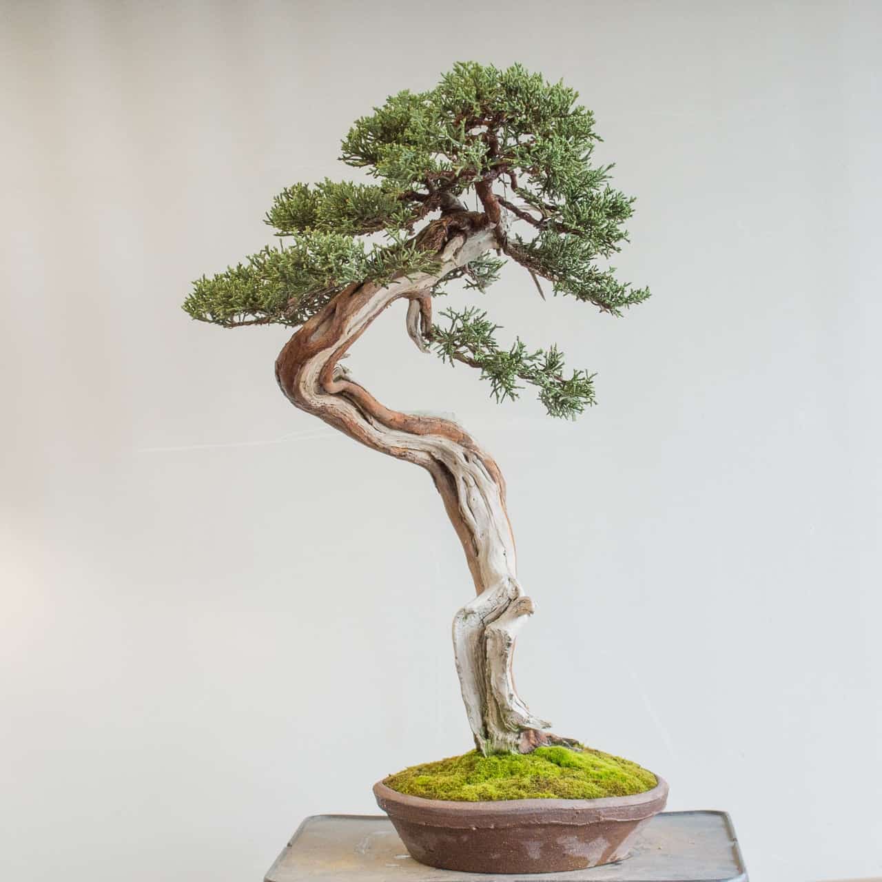 Finding the center moving a Western juniper to the middle of the pot