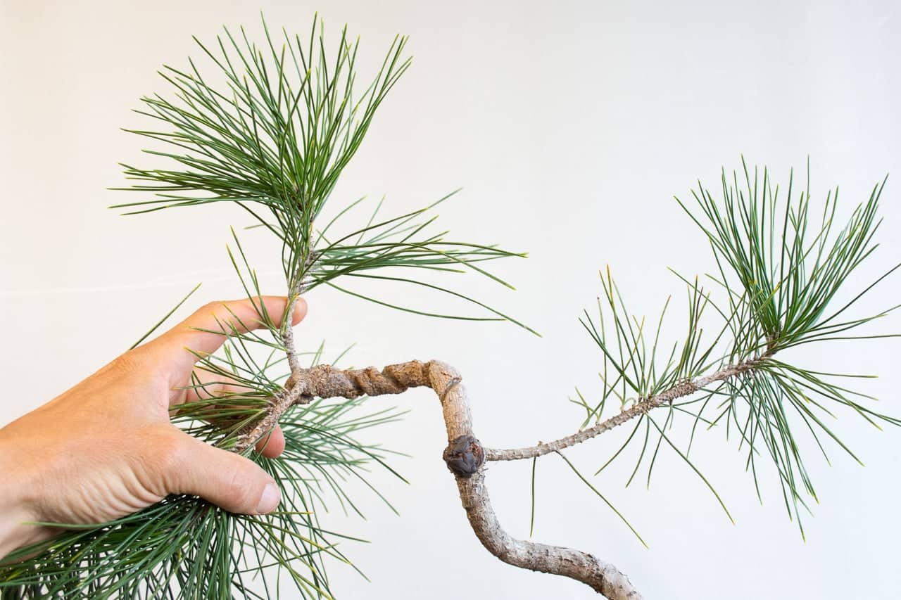 Bonsai Development Series 1 How to treat wire scars midway along the