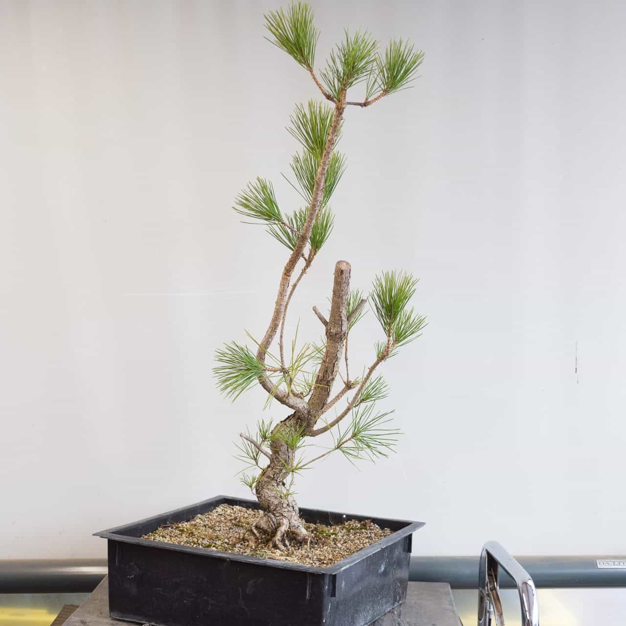 How to use a bonsai jack Bonsai Tonight