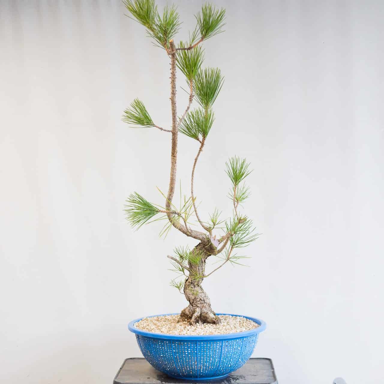 How to use a bonsai jack Bonsai Tonight