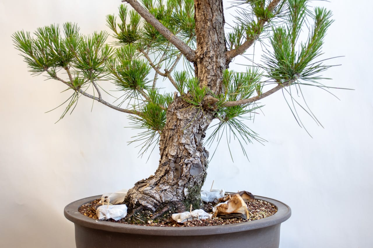 Early stage development on fieldgrown black pines Bonsai Tonight