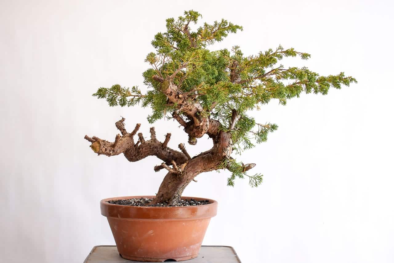 Bonsai Tonight An educational website about bonsai development