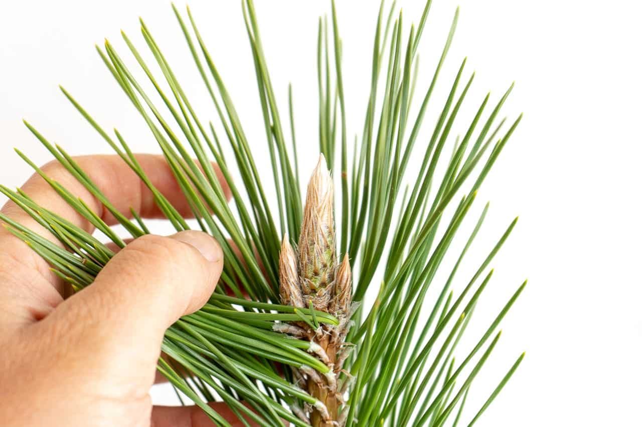 Bud types on pine bonsai Bonsai Tonight
