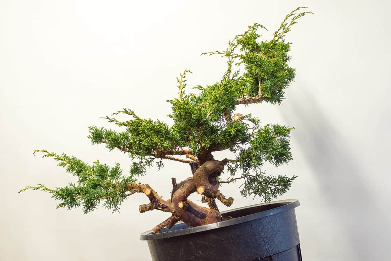 Carving tips for beginners Bonsai Tonight
