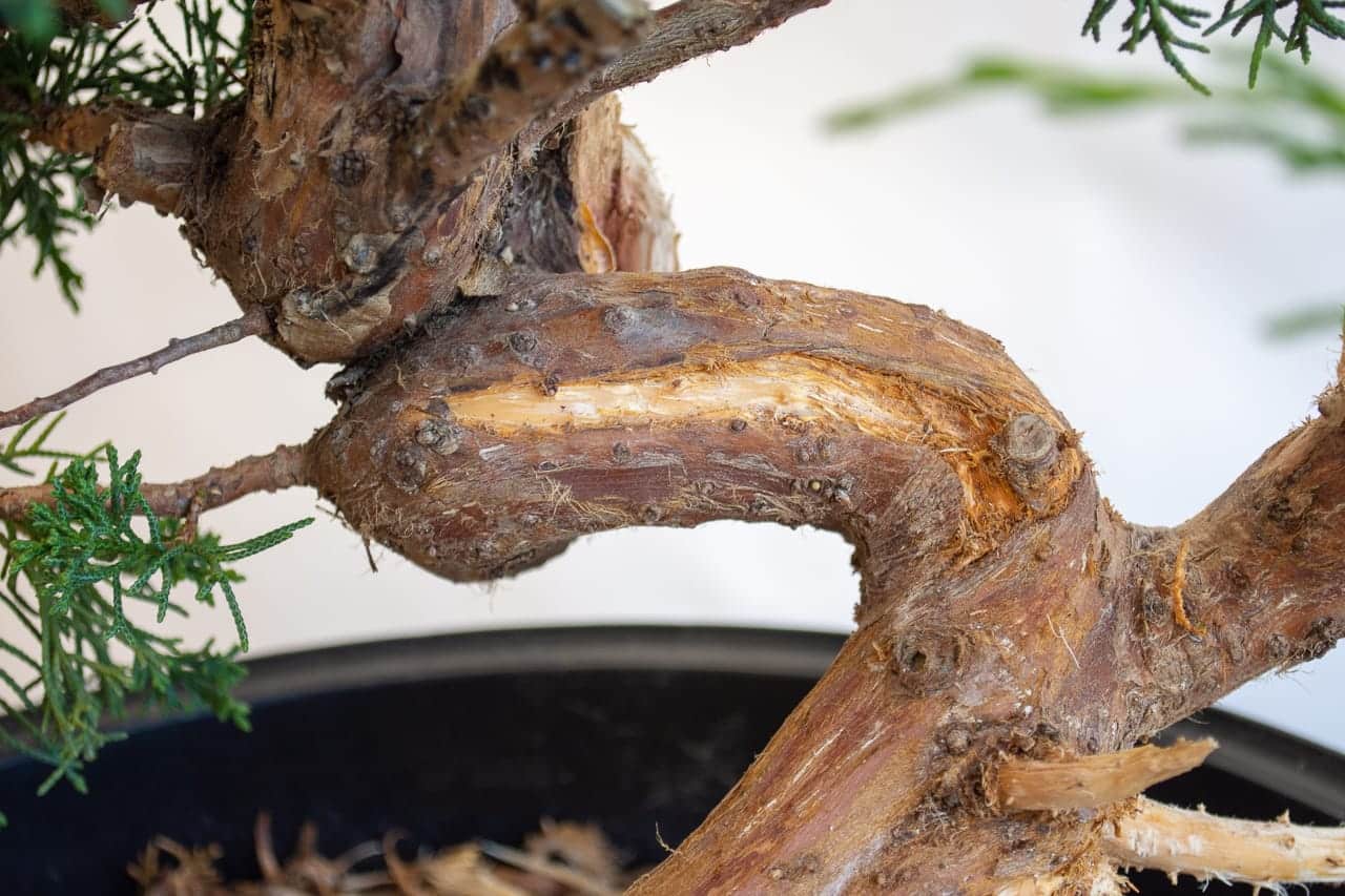Carving tips for beginners Bonsai Tonight
