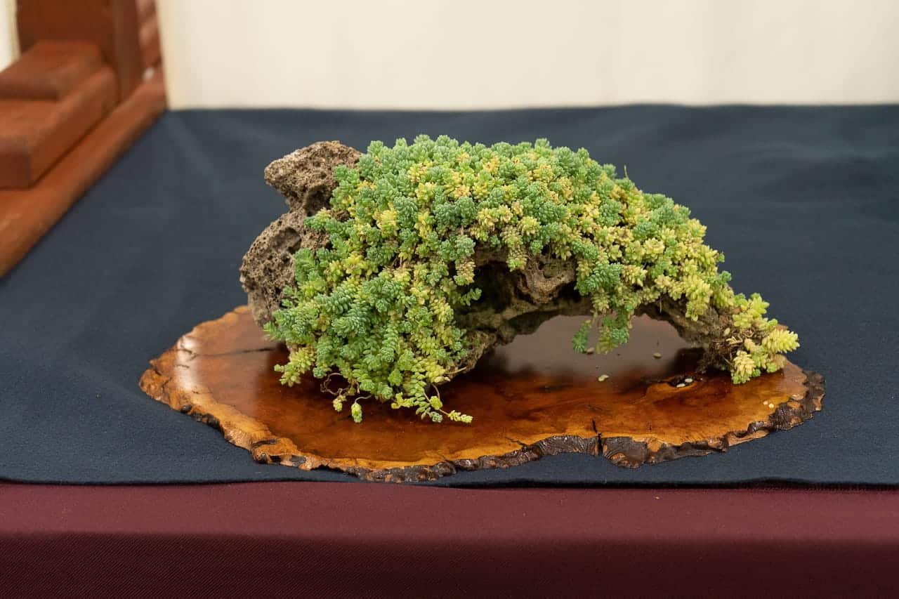 Accent plants on display at the 6th U.S. National Bonsai Exhibition