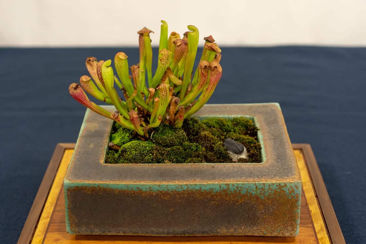 Accent plants on display at the 6th U.S. National Bonsai Exhibition