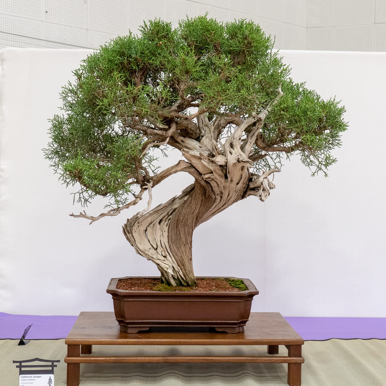 Bonsai Tonight An educational website about bonsai development