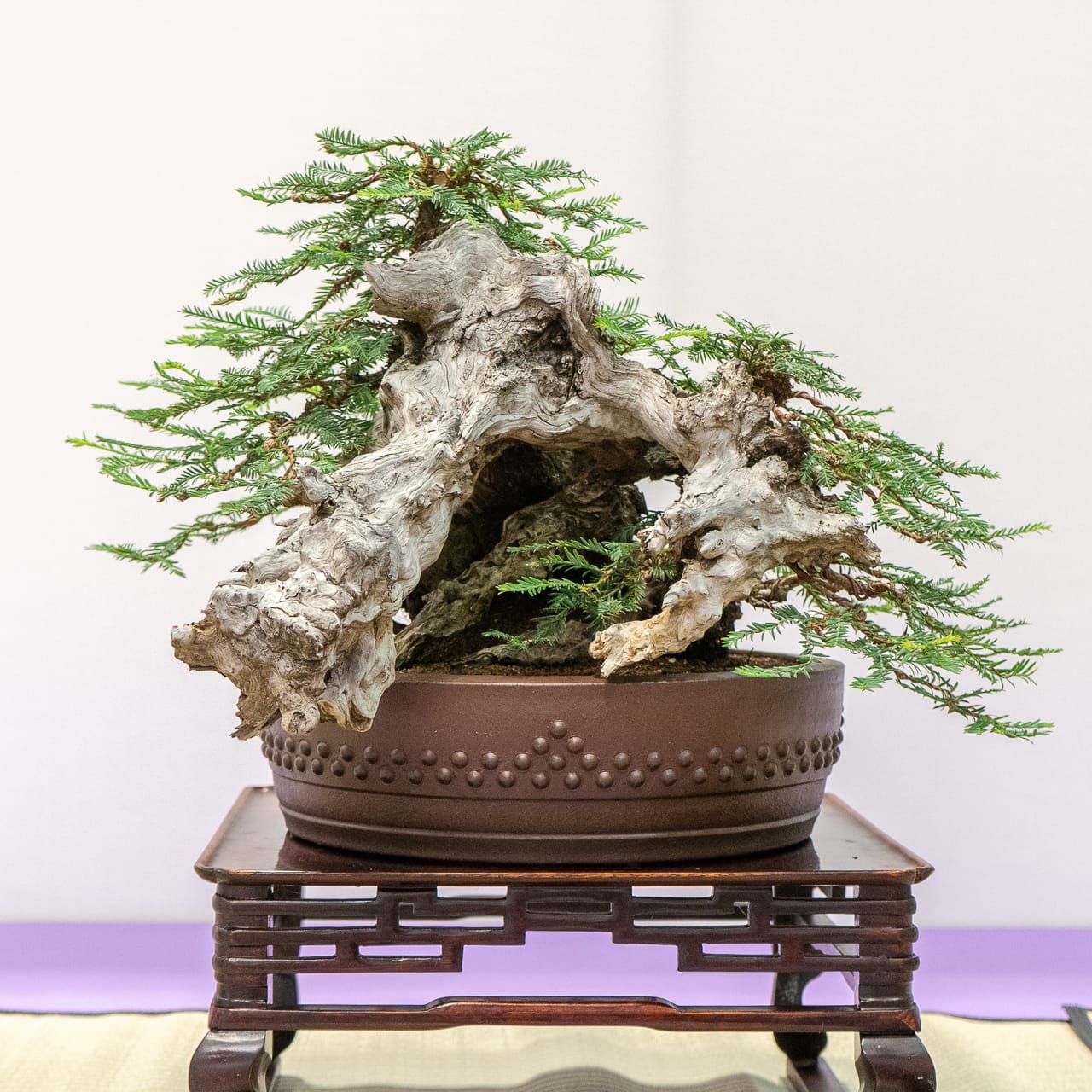 Redwood Empire Bonsai Society's 35th annual show Bonsai Tonight