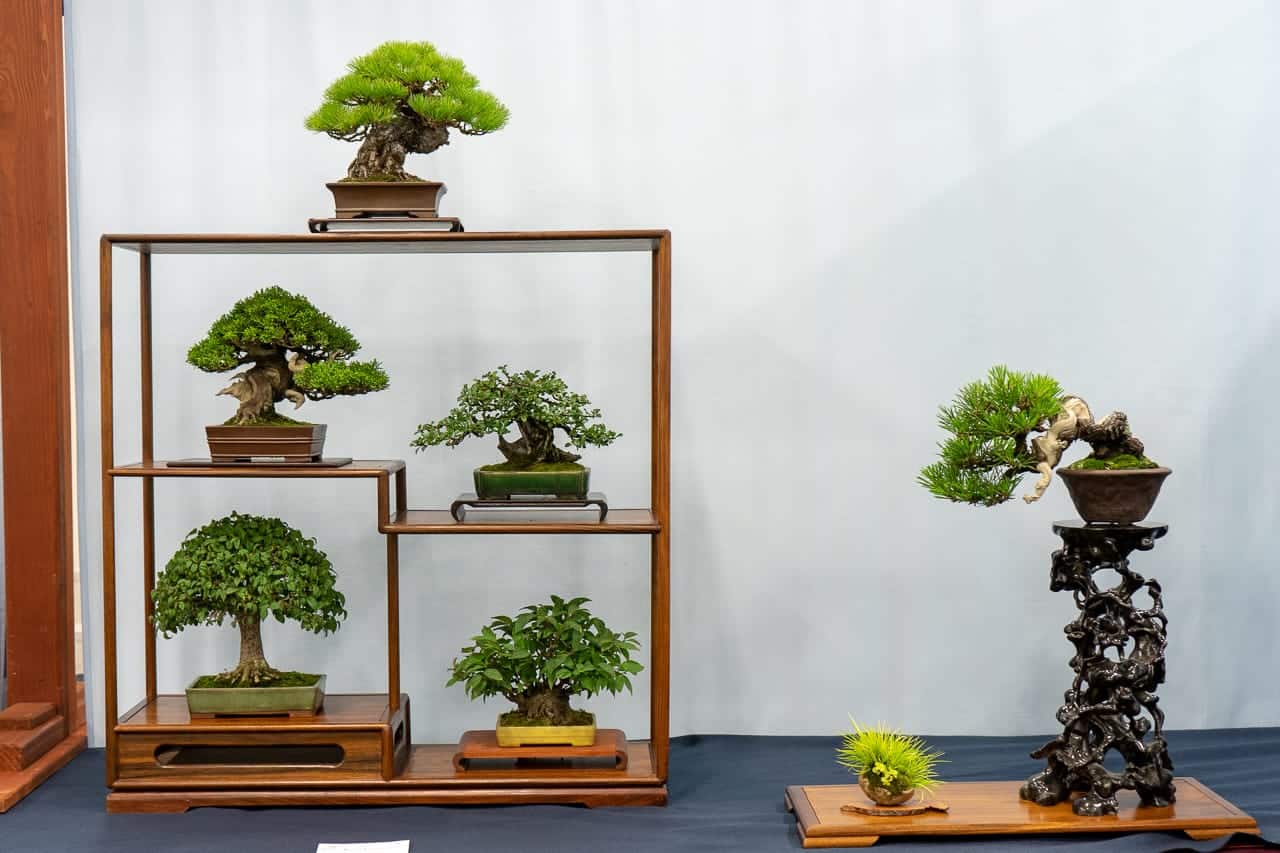 Highlights from the 6th U.S. National Bonsai Exhibition Bonsai Tonight