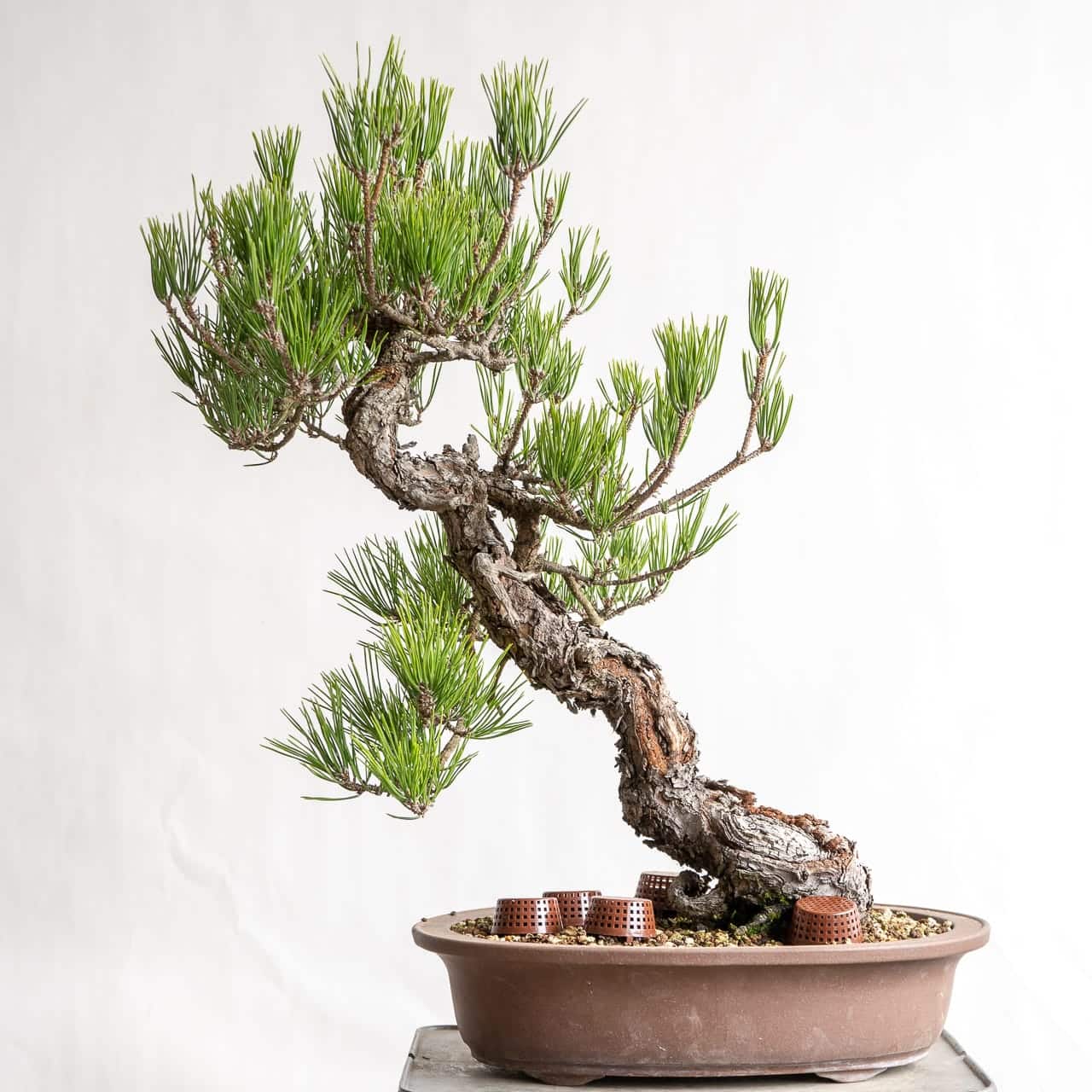 Rehabilitating a black pine removing old needles Bonsai Tonight