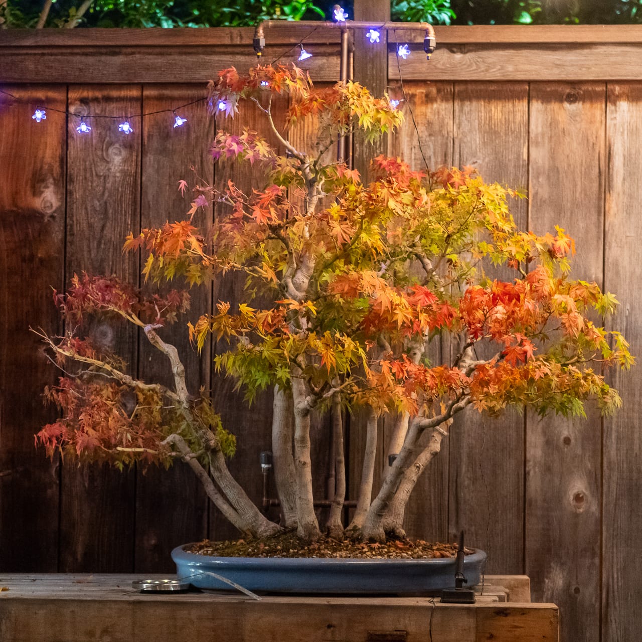 Illuminated bonsai at the Oakland Autumn Lights Festival Bonsai Tonight