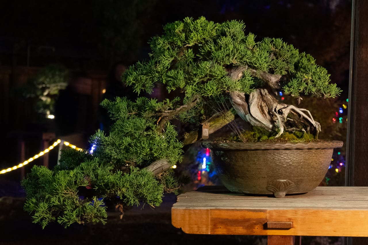 Illuminated bonsai at the Oakland Autumn Lights Festival Bonsai Tonight