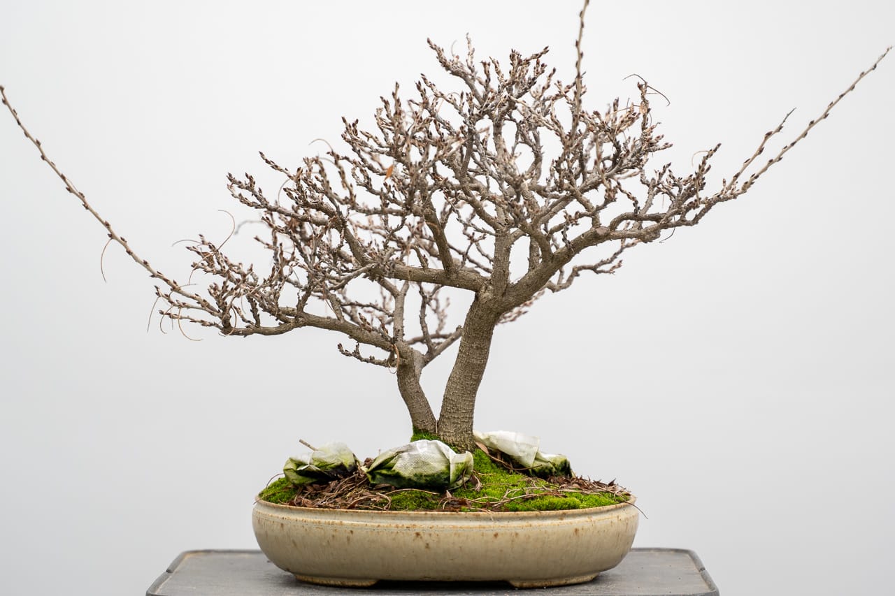 A dwarf wisteria bonsai Bonsai Tonight