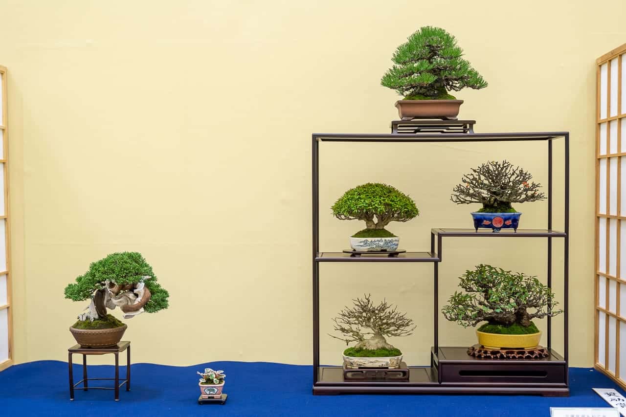Combining elements to balance shohin displays Bonsai Tonight