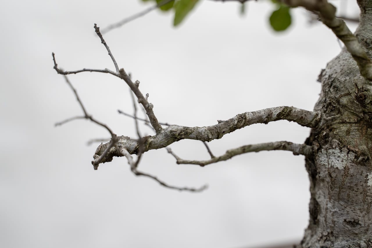 Reducing primary branches on coast live oak Bonsai Tonight