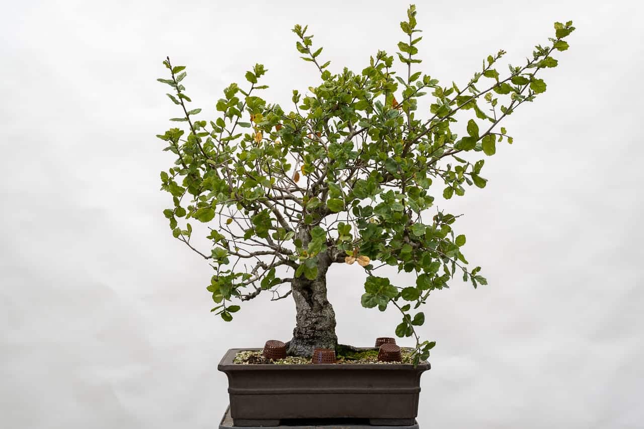 Reducing primary branches on coast live oak Bonsai Tonight