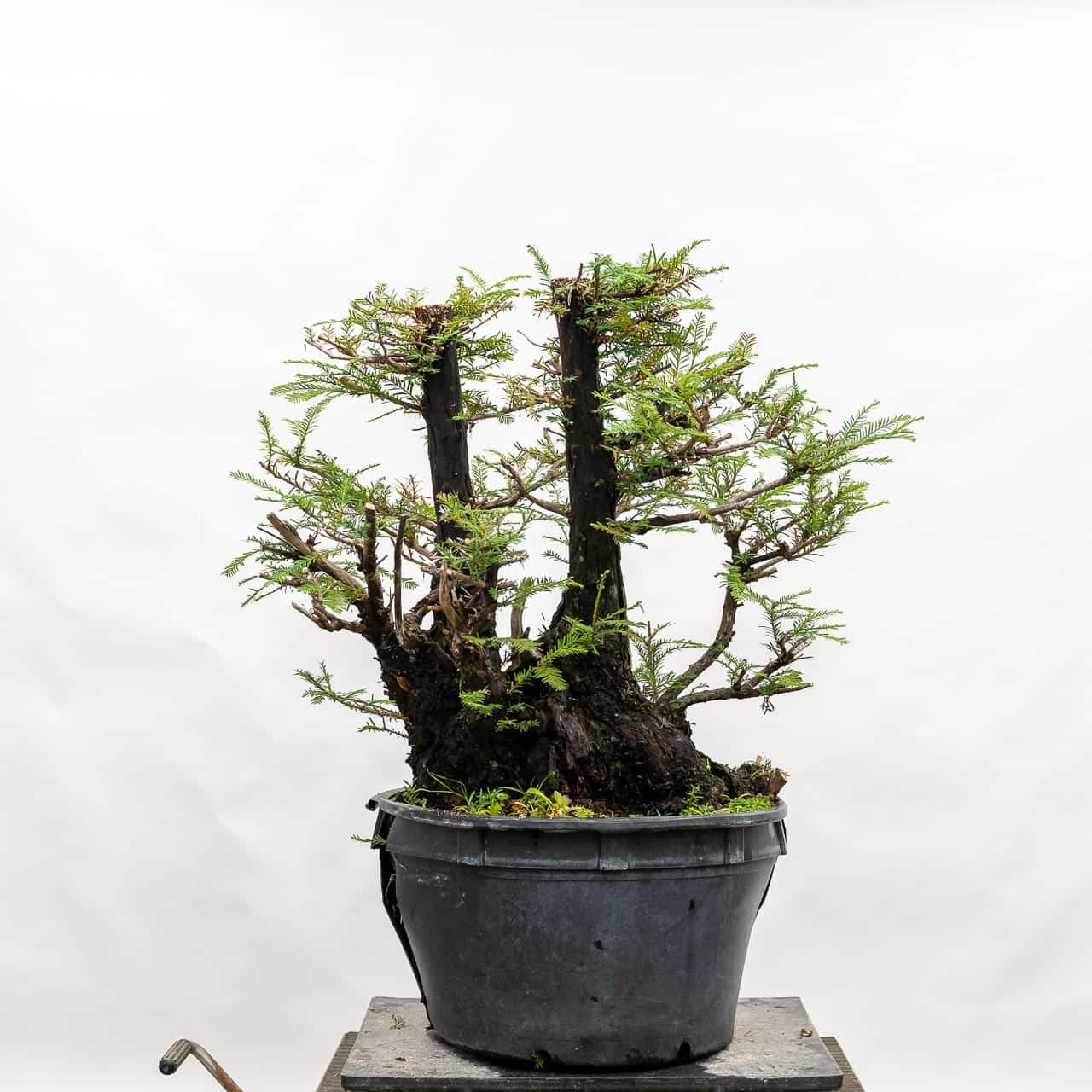 Transitioning from trunk development to branch refinement Japanese