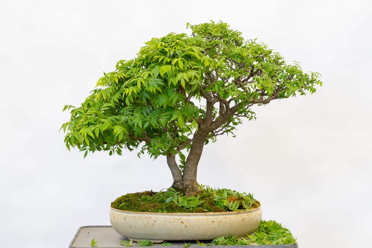 Leaf pruning dwarf wisteria Bonsai Tonight