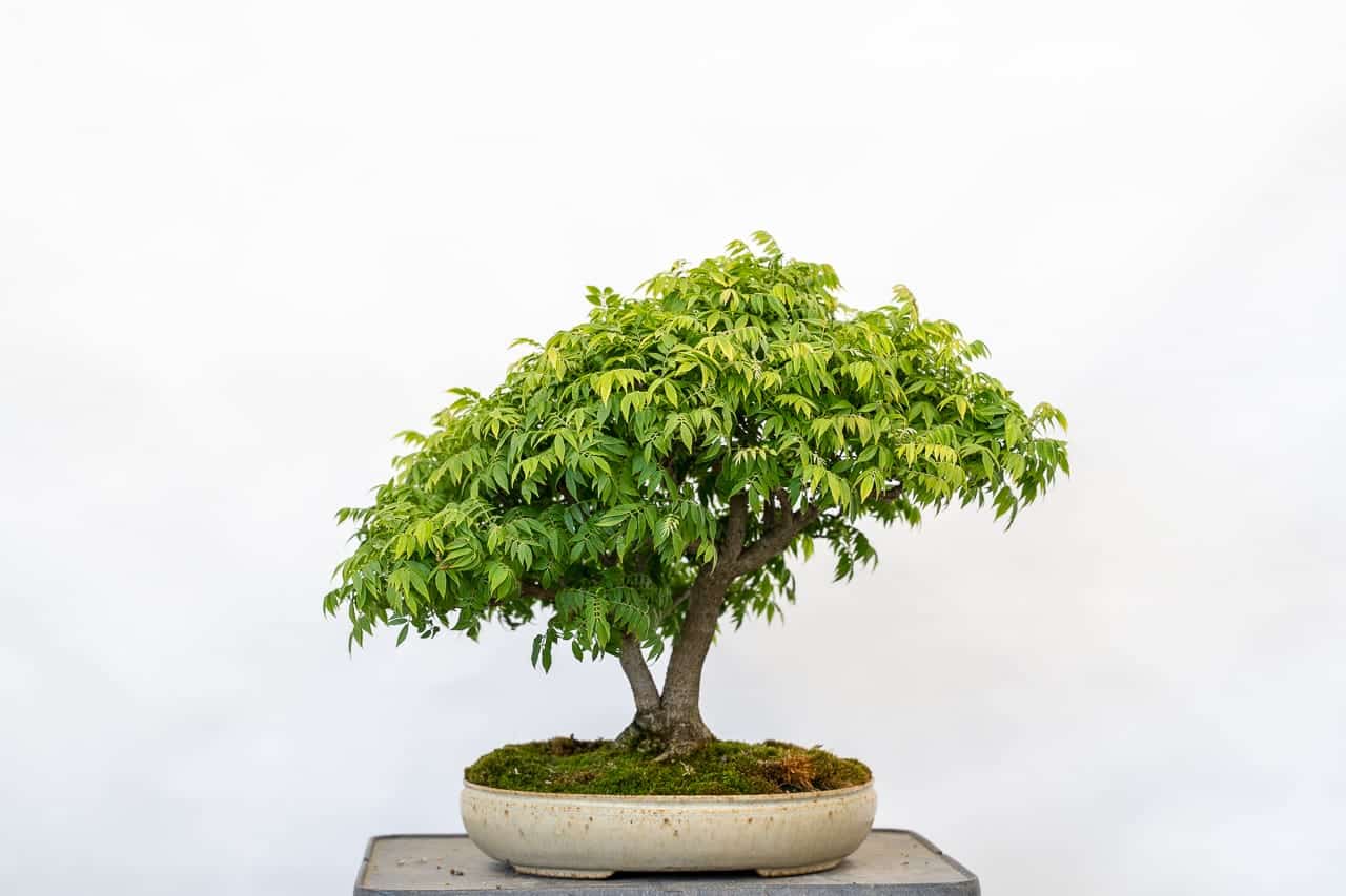 Leaf pruning dwarf wisteria Bonsai Tonight